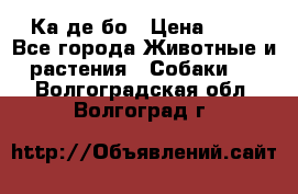 Ка де бо › Цена ­ 25 - Все города Животные и растения » Собаки   . Волгоградская обл.,Волгоград г.